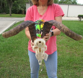 Buy this African Goat Skull with 23 & 24 inch horns for $150