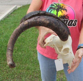 Buy this African Goat Skull with 23 & 24 inch horns for $150