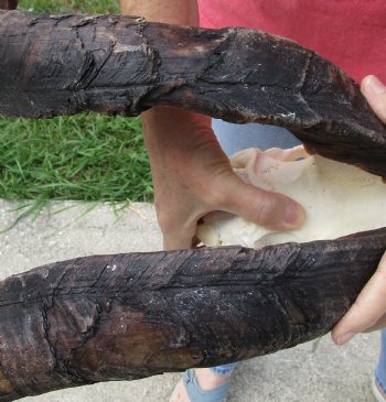 Buy this African Goat Skull with 23 & 24 inch horns for $150