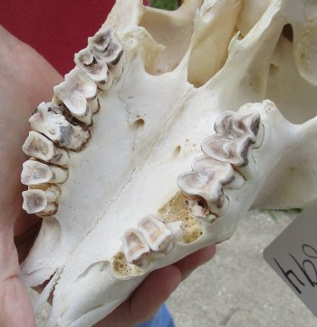 Buy this African Goat Skull with 23 & 24 inch horns for $150