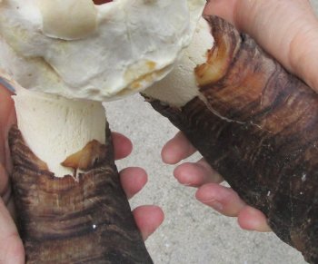 Buy this African Goat Skull with 23 & 24 inch horns for $150