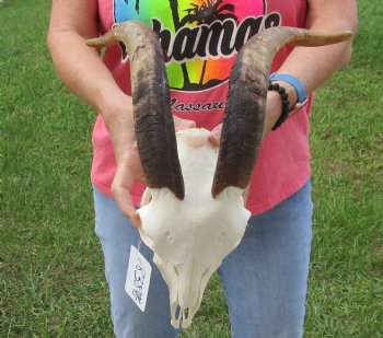 Buy this A-Grade African Goat Skull with 14 inch horns for $120