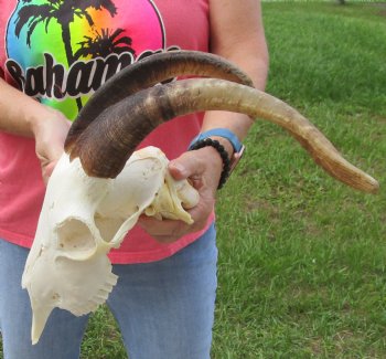 Buy this A-Grade African Goat Skull with 14 inch horns for $120