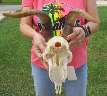 Buy this A-Grade African Goat Skull with 14 inch horns for $120