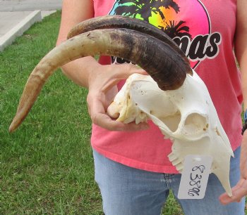 Buy this A-Grade African Goat Skull with 14 inch horns for $120