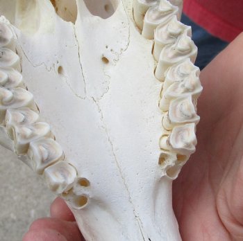 Buy this A-Grade African Goat Skull with 14 inch horns for $120