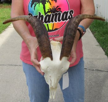 Buy this African Goat Skull with 15 inch horns for $120