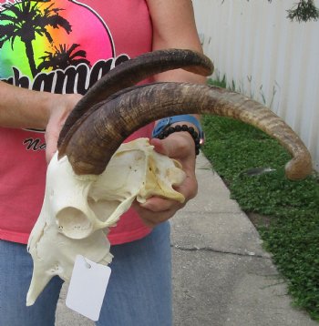 Buy this African Goat Skull with 15 inch horns for $120