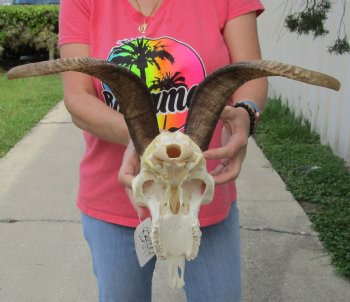 Buy this African Goat Skull with 15 inch horns for $120