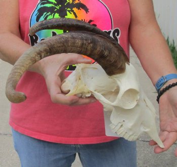 Buy this African Goat Skull with 15 inch horns for $120