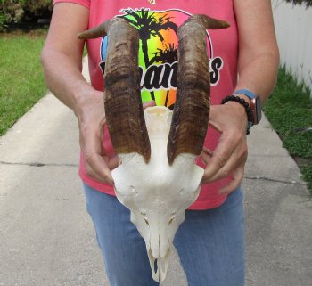 Buy this African Goat Skull with 15 inch horns for $120