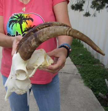 Buy this African Goat Skull with 15 inch horns for $120