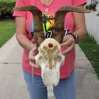 Buy this African Goat Skull with 15 inch horns for $120