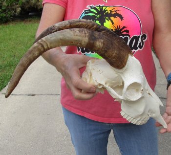 Buy this African Goat Skull with 15 inch horns for $120
