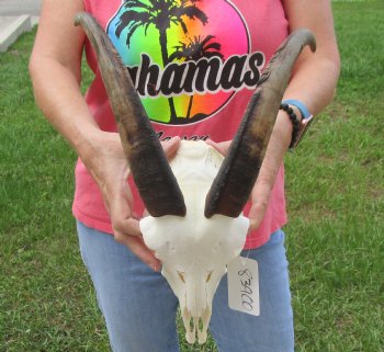 Buy this A-Grade African Goat Skull with 14 inch horns for $120