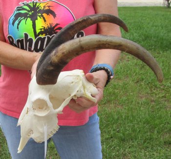 Buy this A-Grade African Goat Skull with 14 inch horns for $120