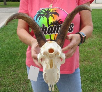 Buy this A-Grade African Goat Skull with 14 inch horns for $120