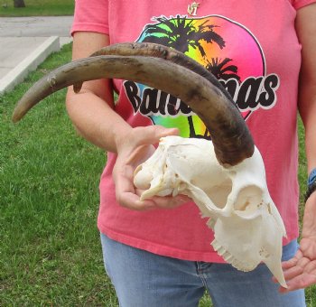 Buy this A-Grade African Goat Skull with 14 inch horns for $120