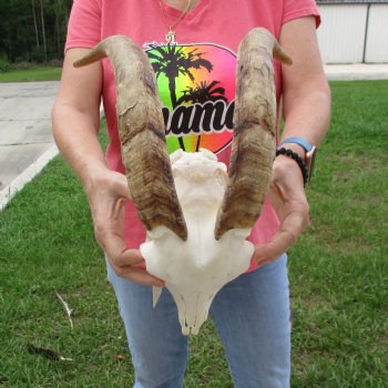 Goat Skull with 16 inch horns - $120