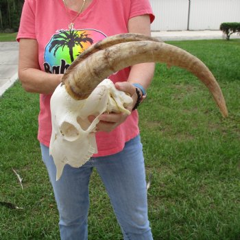 Goat Skull with 16 inch horns - $120