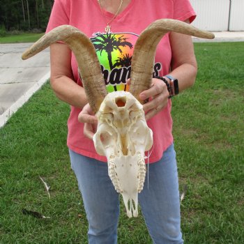 Goat Skull with 16 inch horns - $120