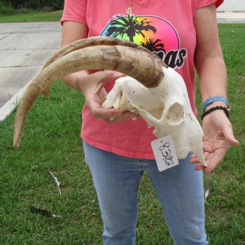 Goat Skull with 16 inch horns - $120
