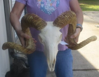 Wholesale African Merino Sheep Skull and horns - 3 pcs @ $148.00 each