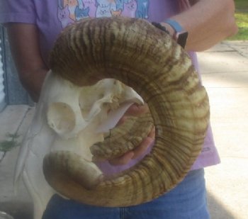 Wholesale African Merino Sheep Skull and horns - 3 pcs @ $148.00 each