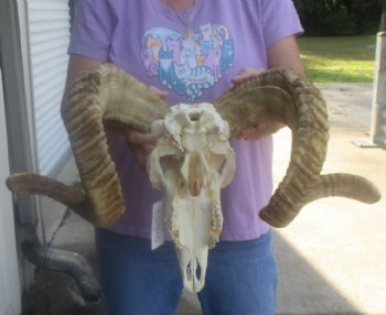 Wholesale African Merino Sheep Skull and horns - 3 pcs @ $148.00 each