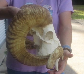 Wholesale African Merino Sheep Skull and horns - 3 pcs @ $148.00 each