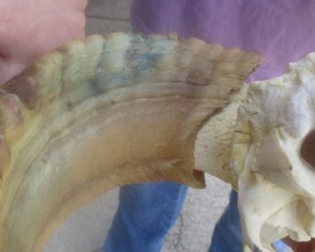 Wholesale African Merino Sheep Skull and horns - 3 pcs @ $148.00 each