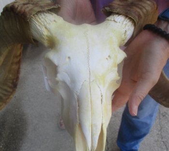 Wholesale African Merino Sheep Skull and horns - 3 pcs @ $148.00 each