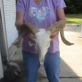 African Merino Ram/Sheep Skull with 16 inch Horns, available for purchase - $125