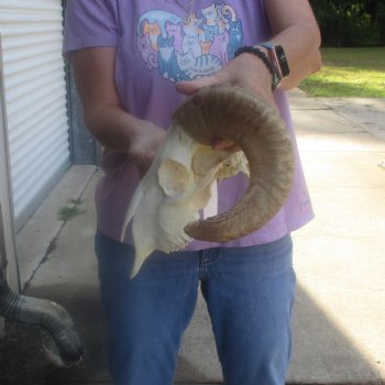 African Merino Ram/Sheep Skull with 16 inch Horns, available for purchase - $125
