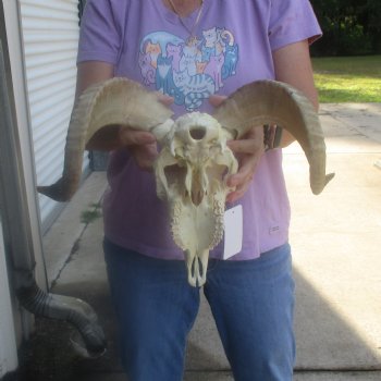 African Merino Ram/Sheep Skull with 16 inch Horns, available for purchase - $125