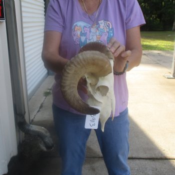 African Merino Ram/Sheep Skull with 16 inch Horns, available for purchase - $125