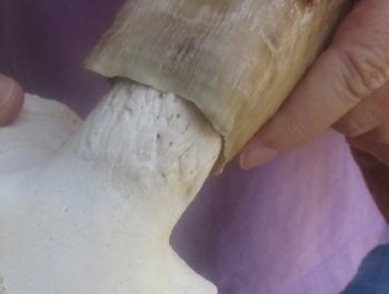 Wholesale African Merino Sheep Skull and horns - 3 pcs @ $148.00 each