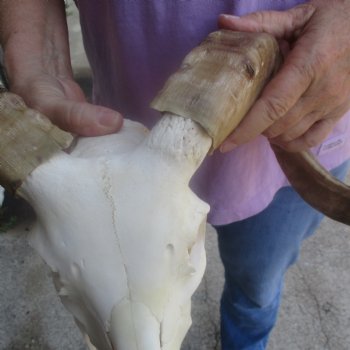 African Merino Ram/Sheep Skull with 16 inch Horns, available for purchase - $125