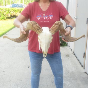 African Merino Ram/Sheep Skull with 26 inch Horns, available for purchase - $155