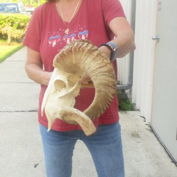 African Merino Ram/Sheep Skull with 26 inch Horns, available for purchase - $155