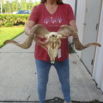 African Merino Ram/Sheep Skull with 26 inch Horns, available for purchase - $155