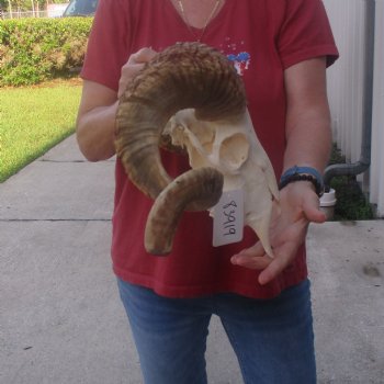 African Merino Ram/Sheep Skull with 26 inch Horns, available for purchase - $155