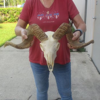 African Merino Ram/Sheep Skull with 26 inch Horns, available for purchase - $160