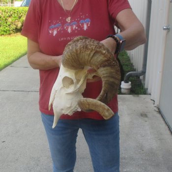 African Merino Ram/Sheep Skull with 26 inch Horns, available for purchase - $160