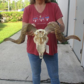 African Merino Ram/Sheep Skull with 26 inch Horns, available for purchase - $160