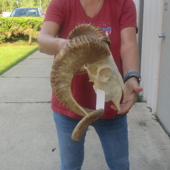 African Merino Ram/Sheep Skull with 26 inch Horns, available for purchase - $160