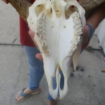 African Merino Ram/Sheep Skull with 26 inch Horns, available for purchase - $160