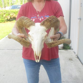 African Merino Ram/Sheep Skull with 32 inch Horns, available for purchase - $175