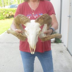 African Merino Ram/Sheep Skull with 32 inch Horns, available for purchase - $175