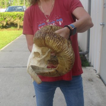 African Merino Ram/Sheep Skull with 32 inch Horns, available for purchase - $175